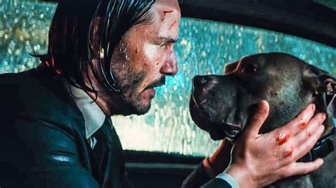 dog breed john wick 3|Not Just Puppies: How ‘John Wick: Chapter 3—Parabellum’。